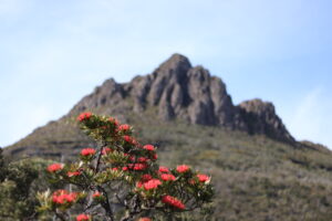 Cradle Mountain with waratah